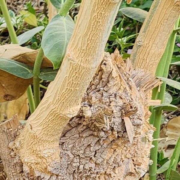 Calotropis procera Rinde