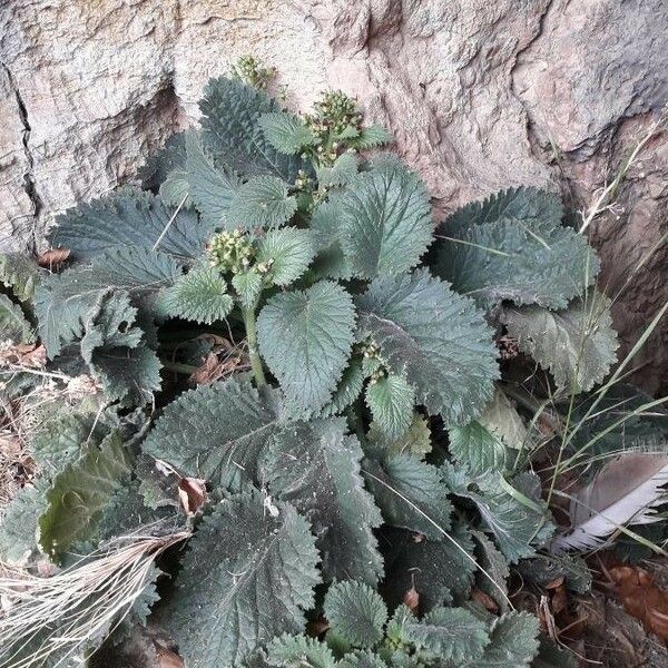 Scrophularia vernalis Cvet