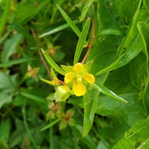 Ludwigia alternifolia Blüte