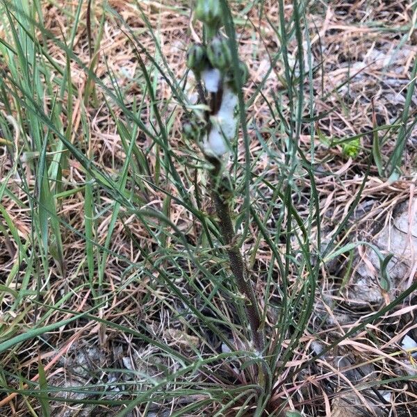 Pseudopodospermum brevicaule Flor