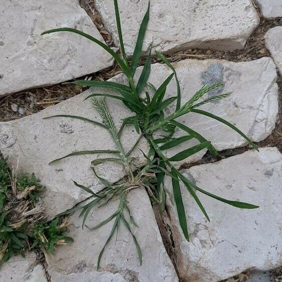 Eleusine indica Leaf