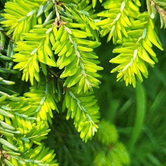 Tsuga canadensis 葉