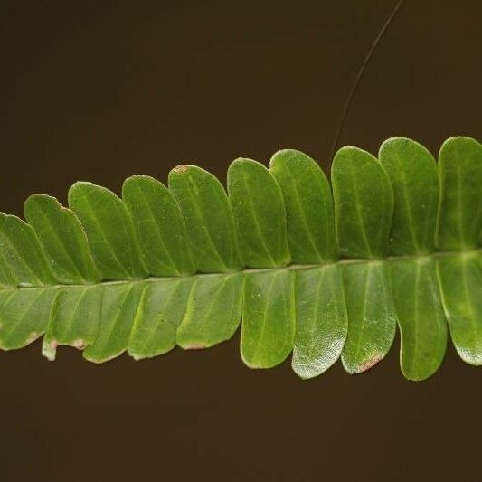 Pseudopiptadenia psilostachya Лист