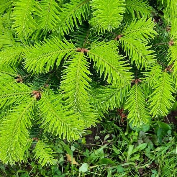 Abies balsamea Leaf