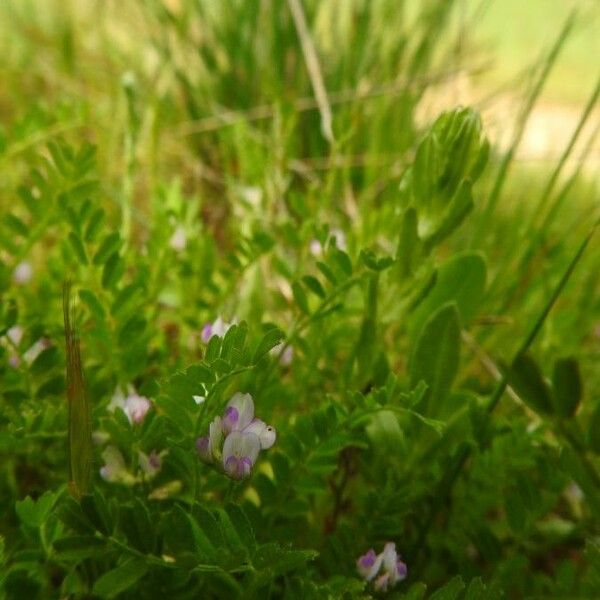 Astragalus pelecinus Leaf