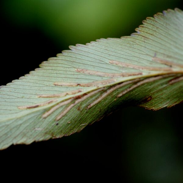 Asplenium nitens অন্যান্য