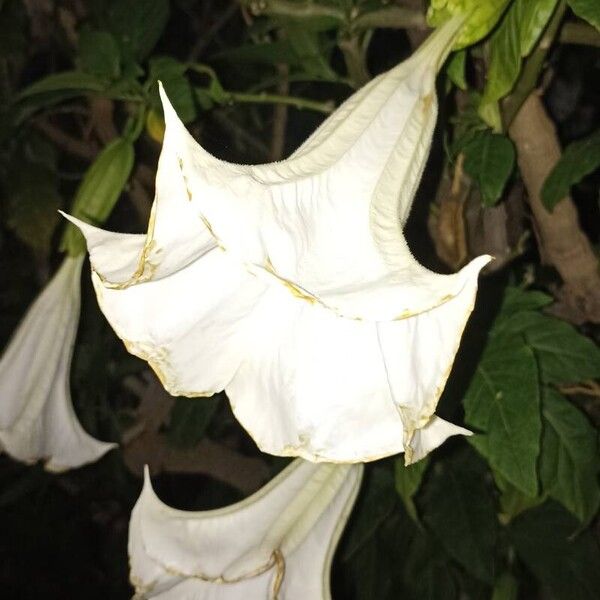 Brugmansia × candida Flor