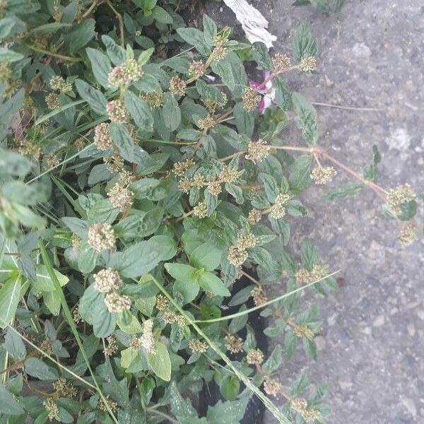 Euphorbia hirta Flors