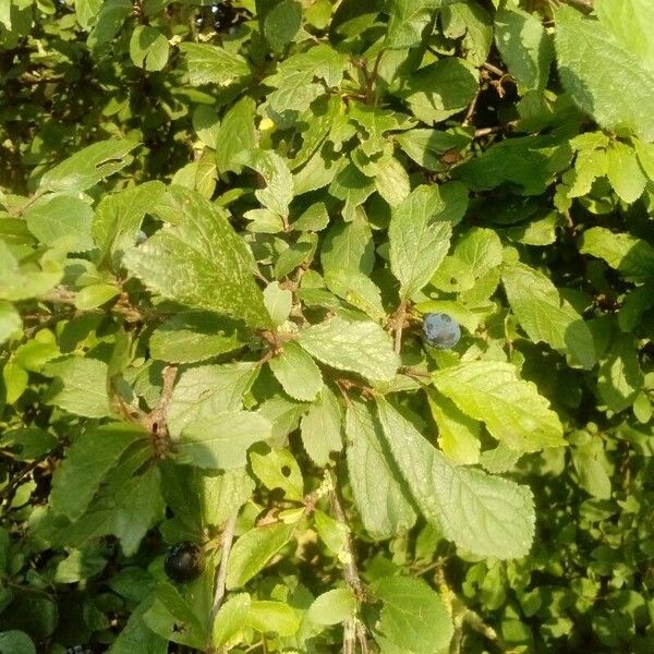 Prunus spinosa Blatt