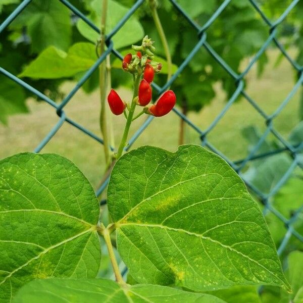 Phaseolus coccineus Kwiat