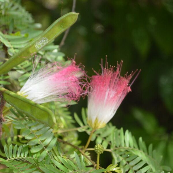 Calliandra surinamensis 花