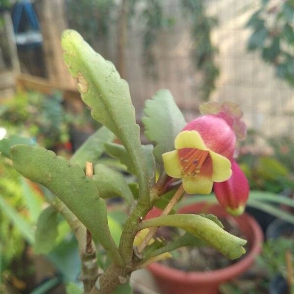 Kalanchoe miniata ᱵᱟᱦᱟ