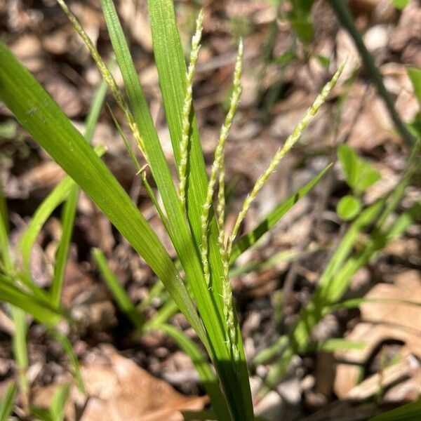 Carex gracillima Çiçek