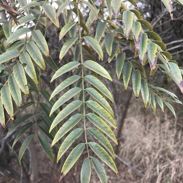 Senna petersiana Leaf