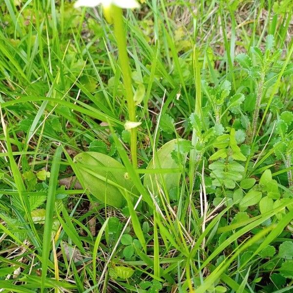 Platanthera chlorantha पत्ता