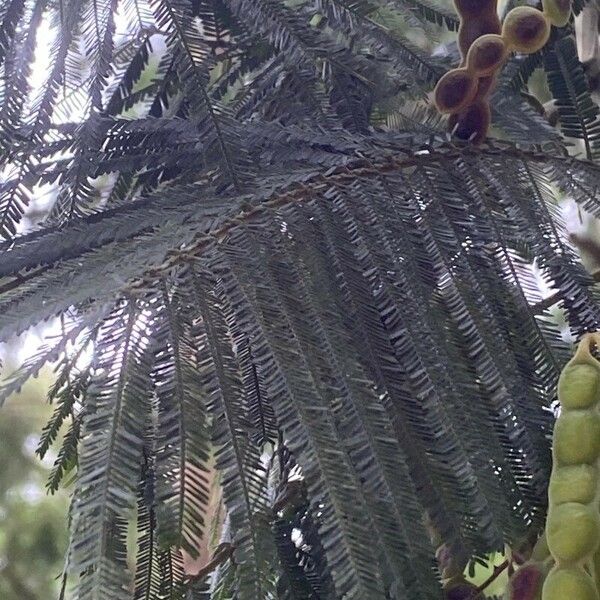 Acacia mearnsii Fulla