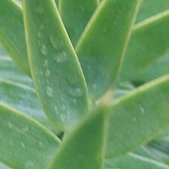 Araucaria angustifolia Hoja