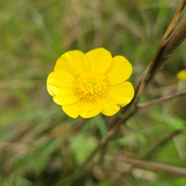 Ranunculus acris Květ