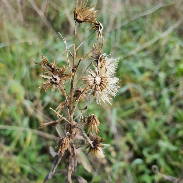 Dittrichia viscosa Fruit