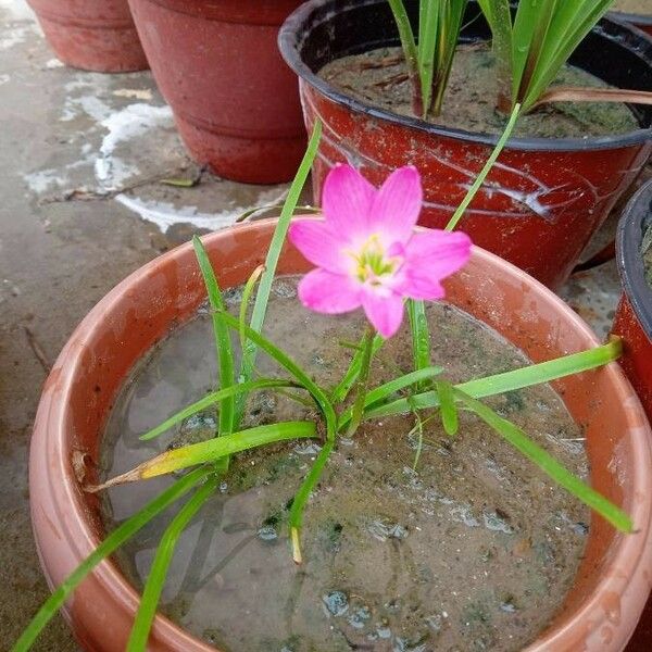 Zephyranthes carinata Floro