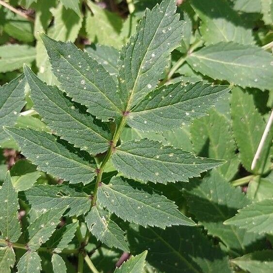 Cardamine macrophylla Leaf