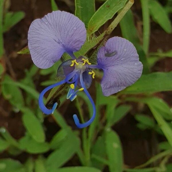 Commelina forskaolii Bloem