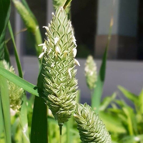 Phalaris canariensis Кветка