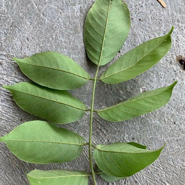 Lonchocarpus sericeus Leaf