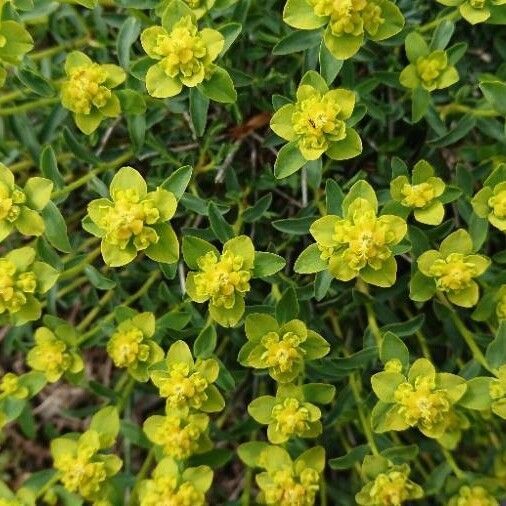 Euphorbia squamigera