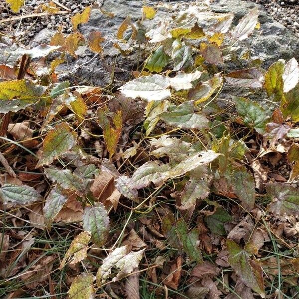 Epimedium stellulatum