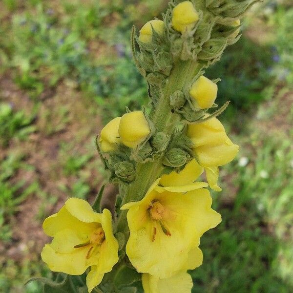 Verbascum densiflorum Flower