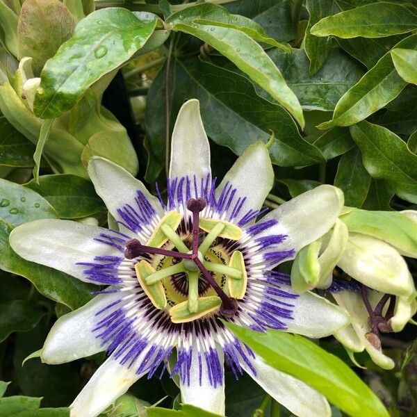 Passiflora caerulea Цвят