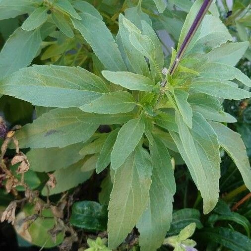 Salvia farinacea Foglia