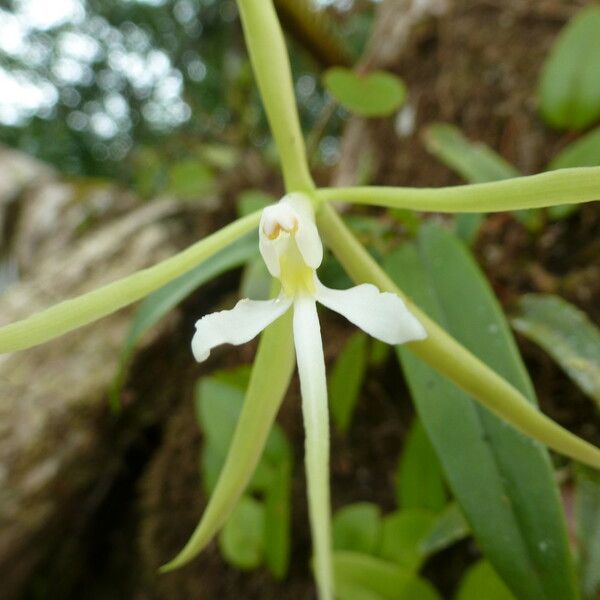 Epidendrum nocturnum Blomma