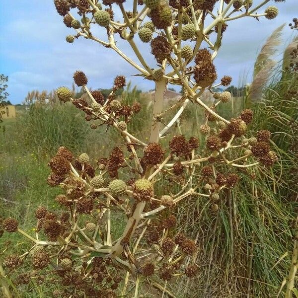 Eryngium humboldtii Fulla