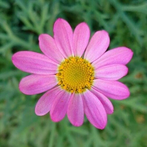 Argyranthemum frutescens 花