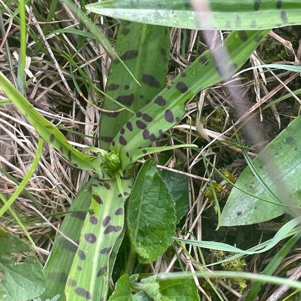 Dactylorhiza maculata List