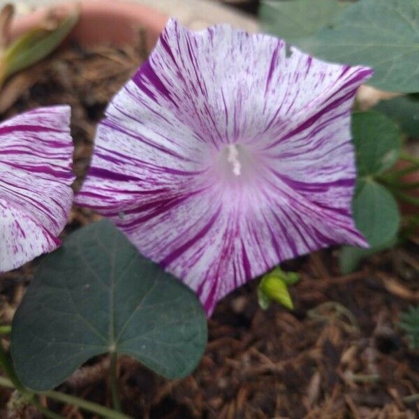 Ipomoea purpurea Flower