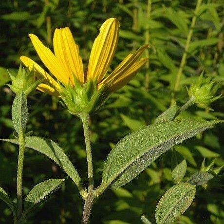 Helianthus hirsutus Flower
