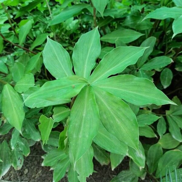 Costus spiralis Leaf