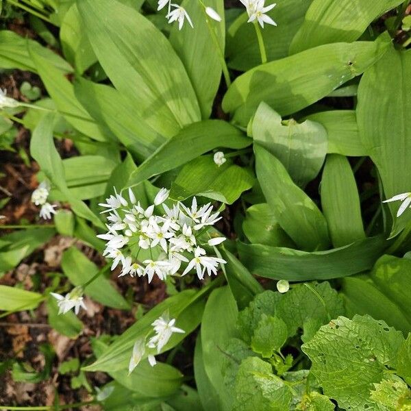 Allium ursinum 花