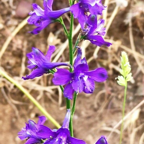 Delphinium pentagynum Flower