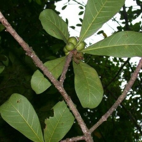 Ficus cahuitensis മറ്റ്