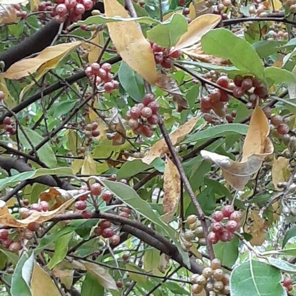 Elaeagnus multiflora Blad