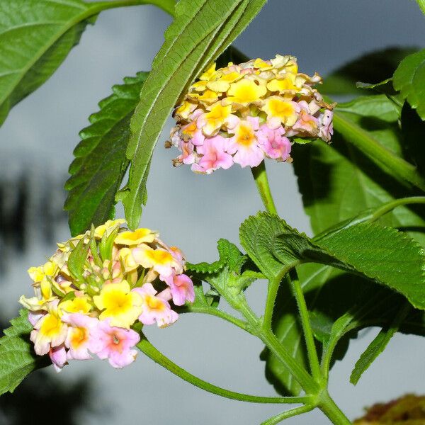 Lantana camara Fleur