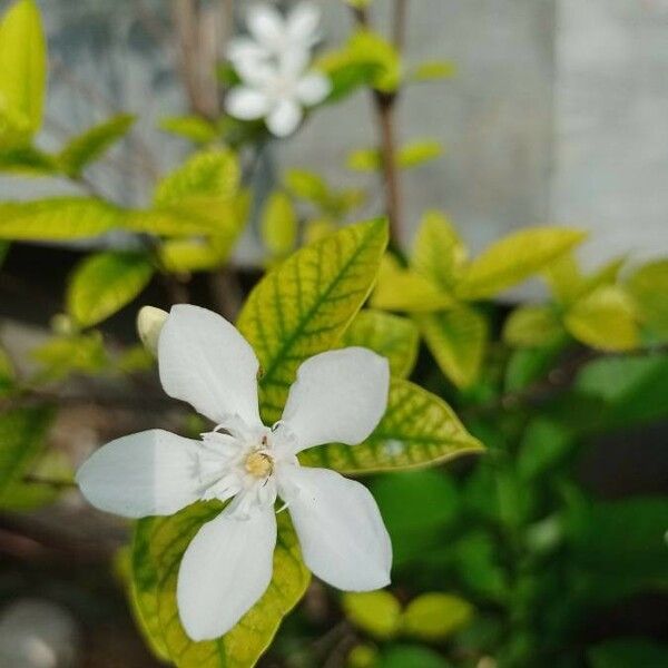 Wrightia antidysenterica Fleur