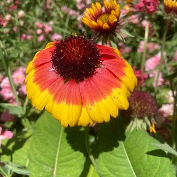 Gaillardia aristata Fleur