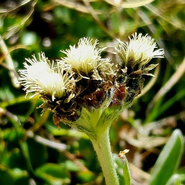 Antennaria carpatica Fiore