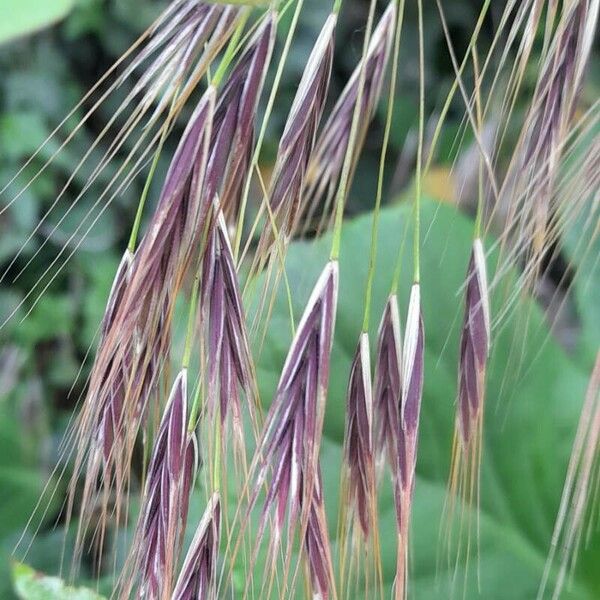 Bromus sterilis Fruto