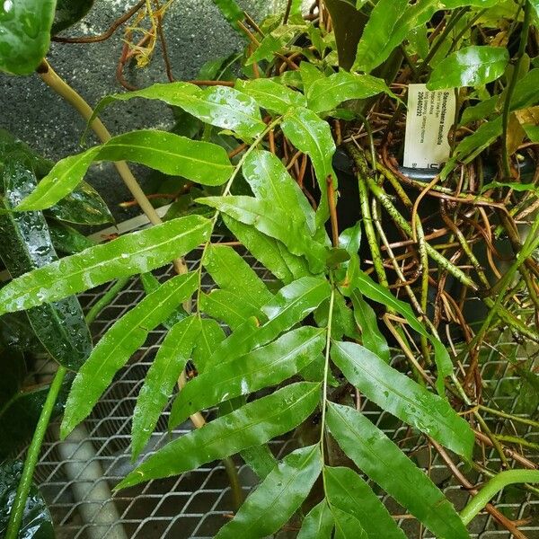 Stenochlaena tenuifolia Leaf